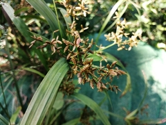 Cyperus diffusus