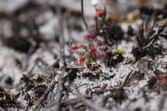 Drosera micrantha