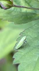 Draeculacephala minerva