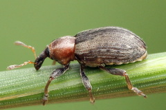 Coleoptera