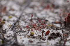 Drosera micrantha