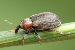 Coleoptera