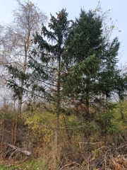 Picea abies