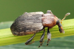 Coleoptera