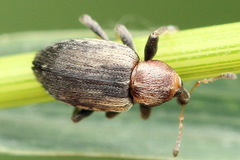 Coleoptera