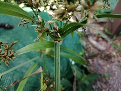 Cyperus diffusus