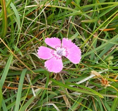 Dianthus alpinus
