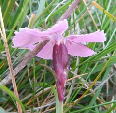 Dianthus alpinus