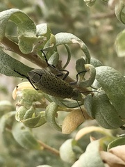 Epicauta normalis