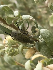 Epicauta normalis