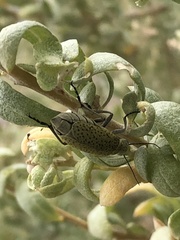 Epicauta normalis