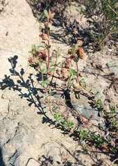 Hermannia diversistipula