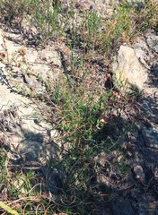 Hermannia diversistipula