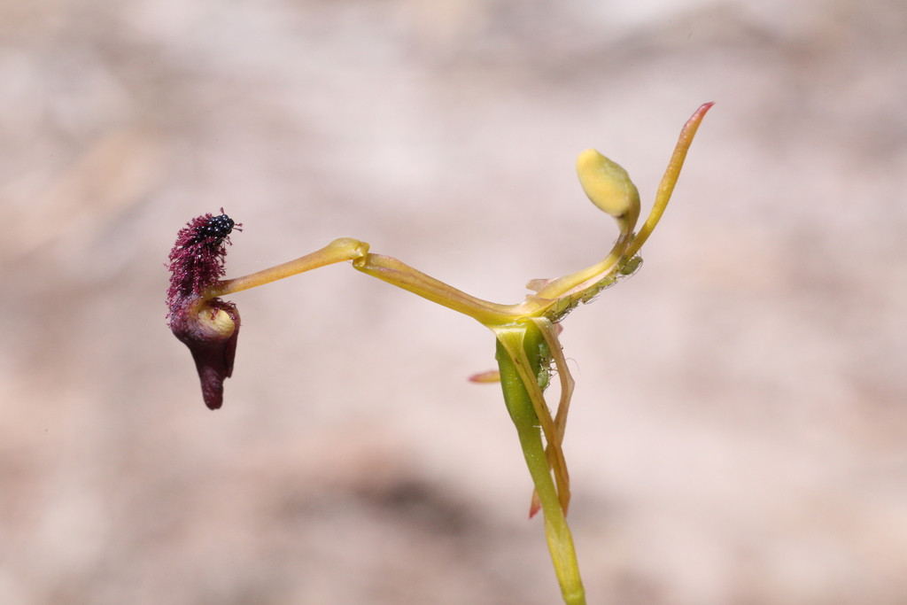 Glossy-leaved Hammer Orchid