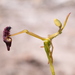 Glossy-leaved Hammer Orchid - Photo (c) Hugo Innes, some rights reserved (CC BY), uploaded by Hugo Innes
