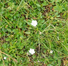 Heliosperma alpestre