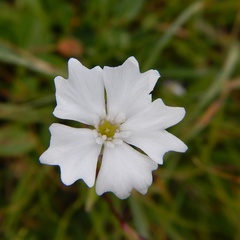 Heliosperma alpestre