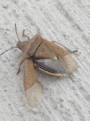 Euschistus