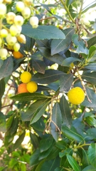 Arbutus unedo