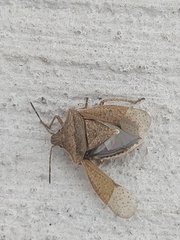 Euschistus