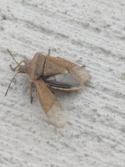 Euschistus