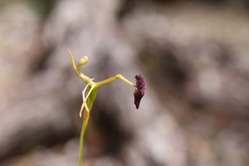 Image of Drakaea elastica by (c) Hugo Innes, some rights reserved (CC BY)