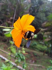 Bombus brasiliensis