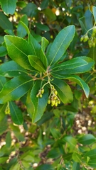 Arbutus unedo