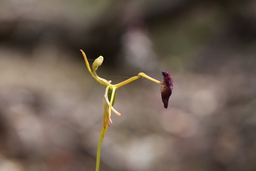 Image of Drakaea elastica by (c) Hugo Innes, some rights reserved (CC BY)