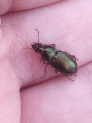 Harpalus