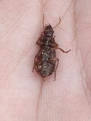 Harpalus