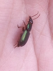 Harpalus