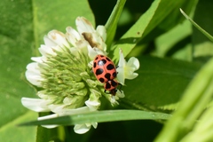 Coleomegilla maculata lengi