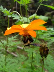Bombus brasiliensis