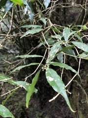 Osmanthus lanceolatus