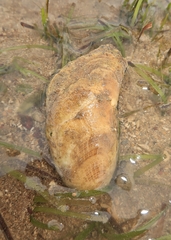 Vulsella