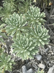 Tournefortia gnaphalodes