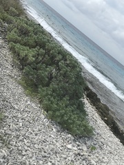 Tournefortia gnaphalodes