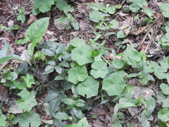 Hydrocotyle callicephala