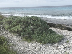 Tournefortia gnaphalodes