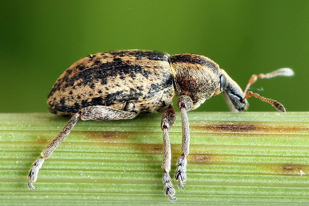 Hypera denominanda