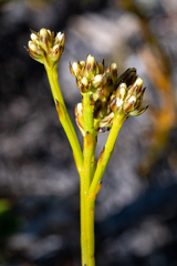 Thesium spicatum