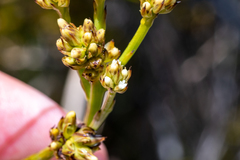 Thesium spicatum