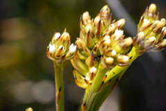 Thesium spicatum