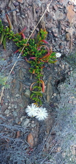 Mesembryanthemum longistylum