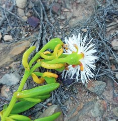 Mesembryanthemum longistylum