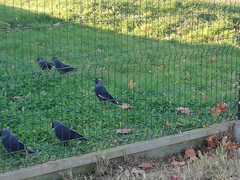 Corvus monedula