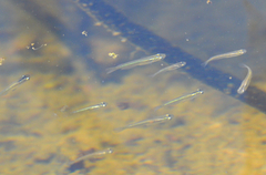 Oryzias sinensis
