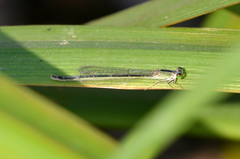 Ischnura asiatica