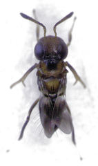 Encyrtus infelix